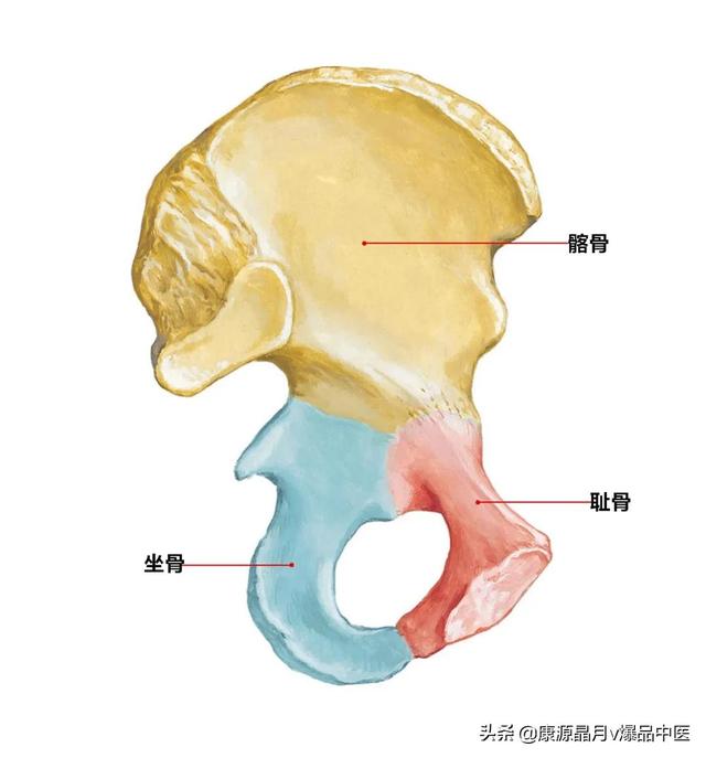 免费算命称骨论命周易骨格骨相