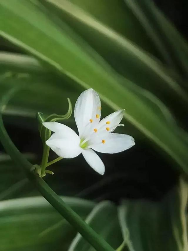 那位大师说我的八字是双马奔巢