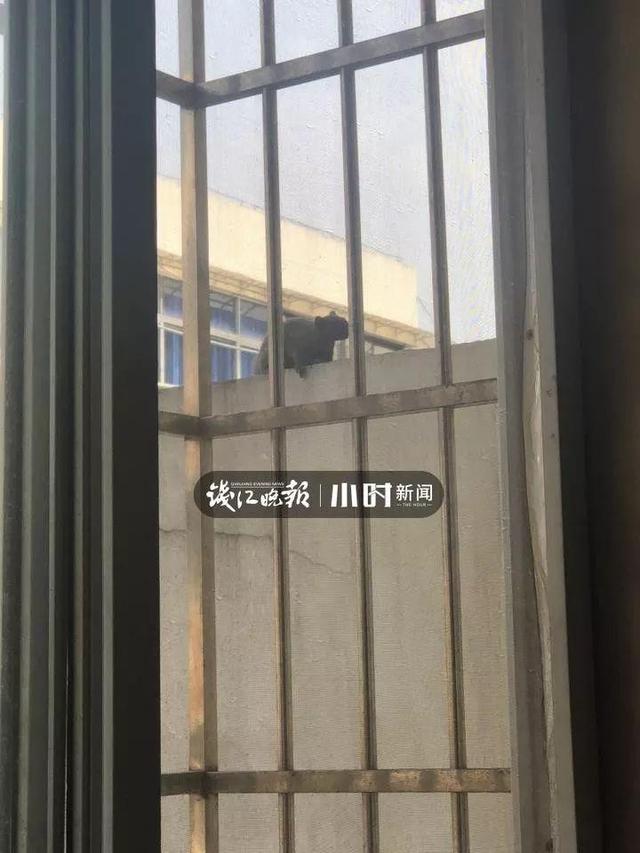 免费算命松鼠进家