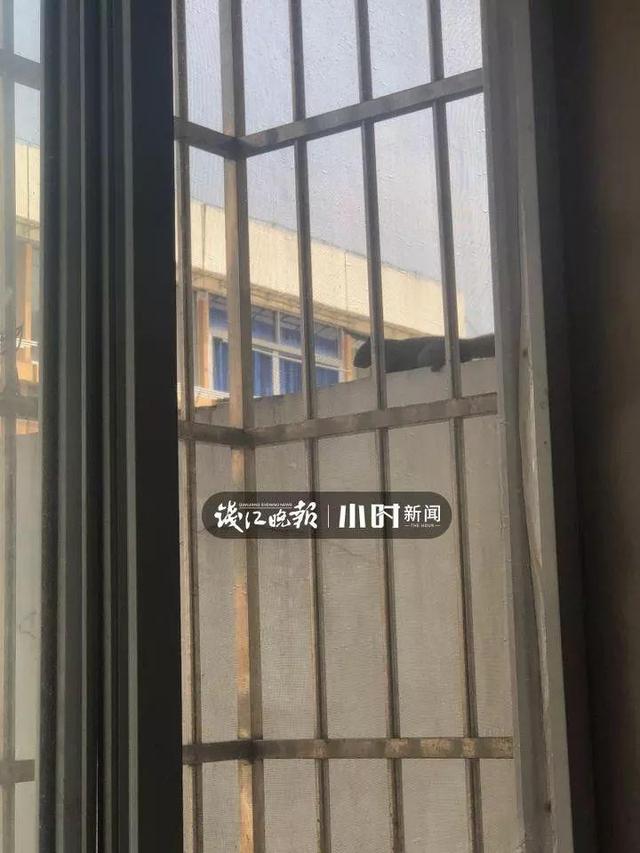 免费算命松鼠进家