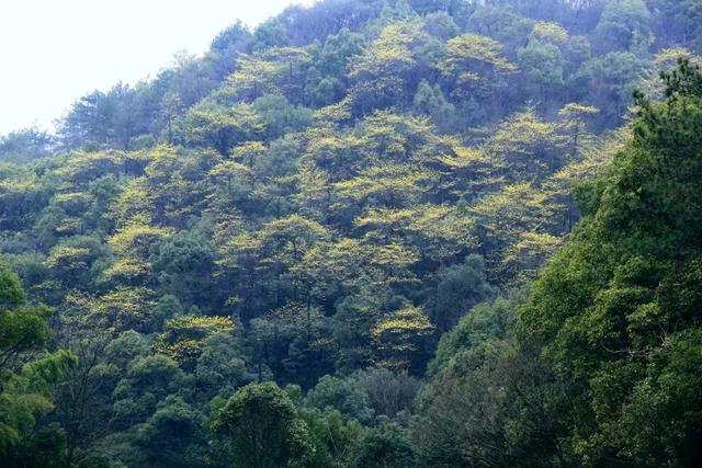 算八字花生树枝头什么意思