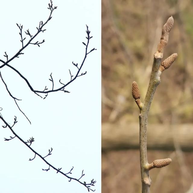 算八字花生树枝头什么意思