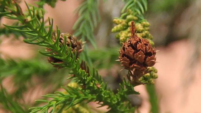 算八字花生树枝头什么意思