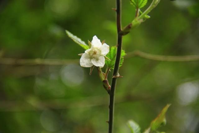 算八字花生树枝头什么意思