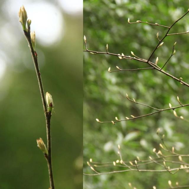 算八字花生树枝头什么意思