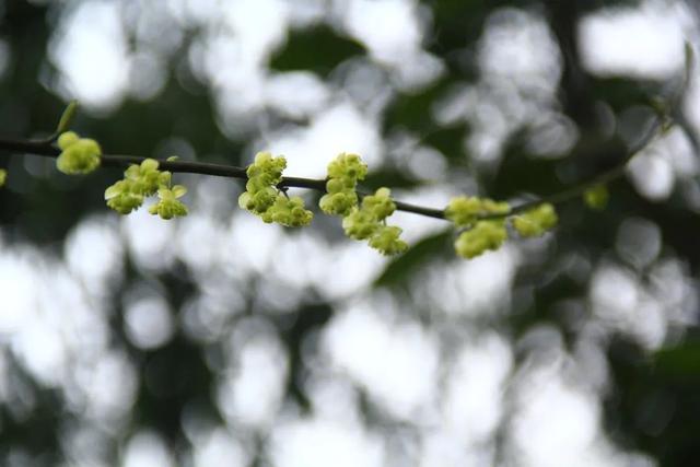 算八字花生树枝头什么意思