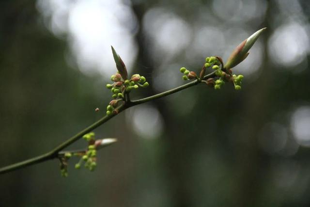 算八字花生树枝头什么意思