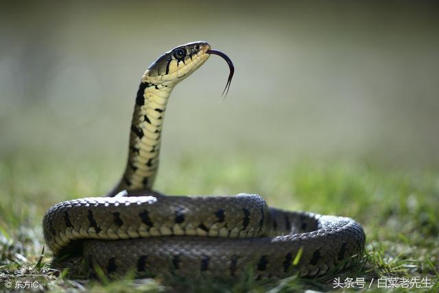 八字合犬指什么生肖