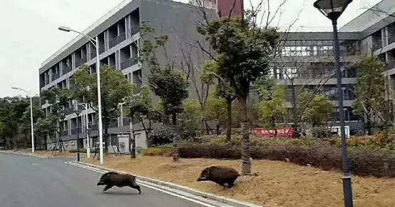 台湾农民历八字查询