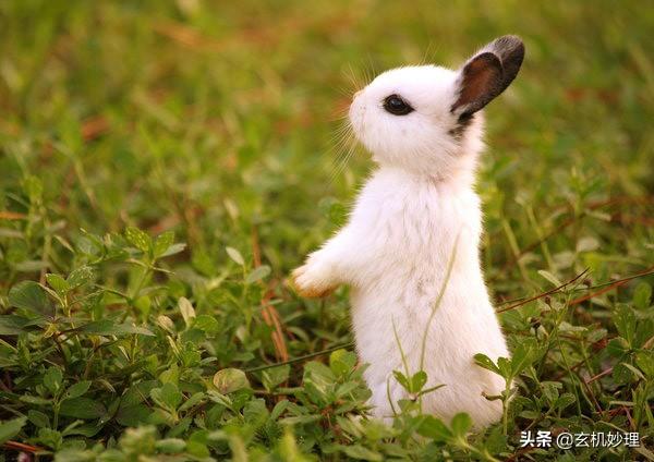 明日运势测试免费测试