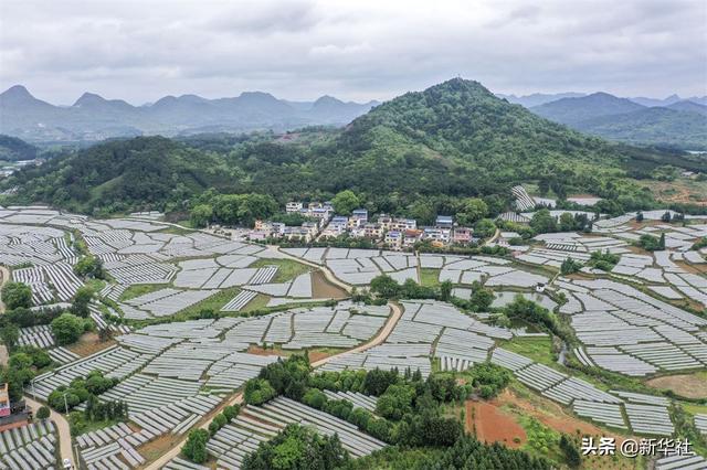 命运检测免费