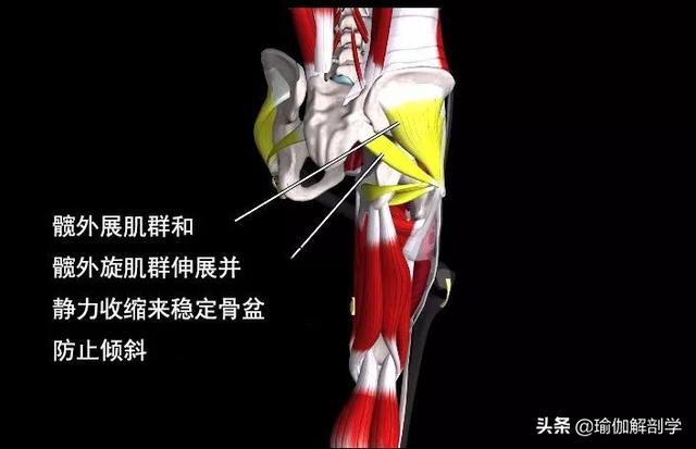 瑜伽俯卧八字扭转式要点