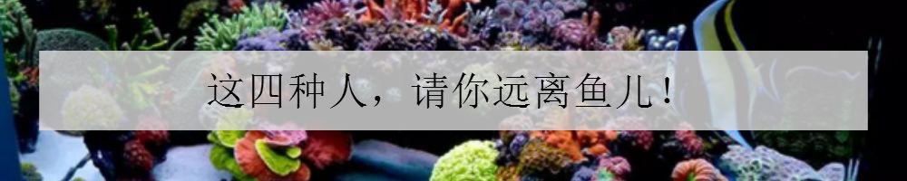 八字脑能放藻缸里吗