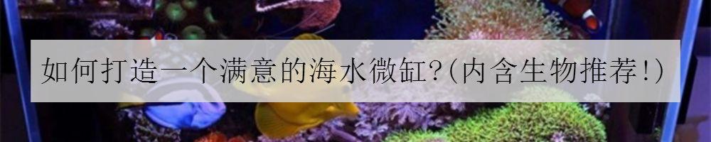 八字脑能放藻缸里吗