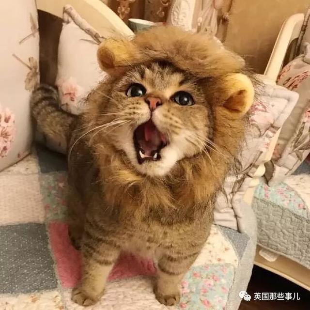 猫额头有个八字图案