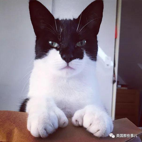 猫额头有个八字图案