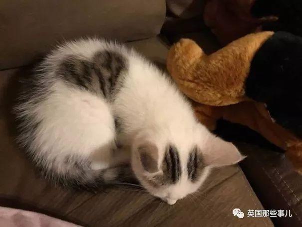 猫额头有个八字图案