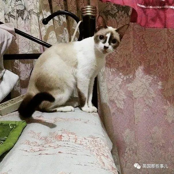 猫额头有个八字图案