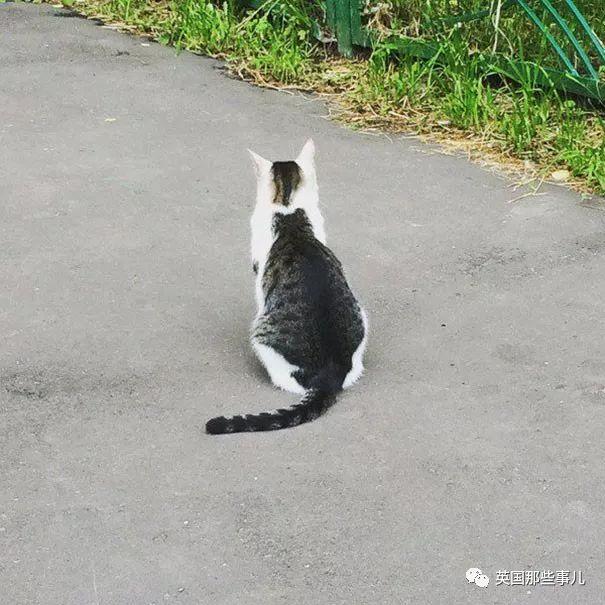 猫额头有个八字图案