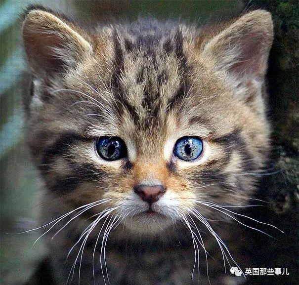 猫额头有个八字图案