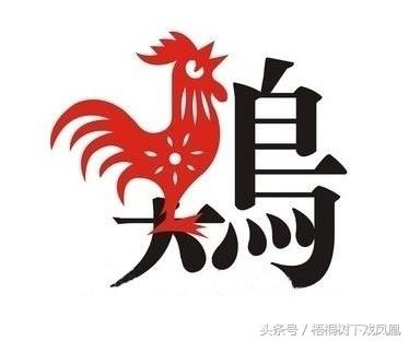 鸡妈妈和鼠宝宝八字合不合