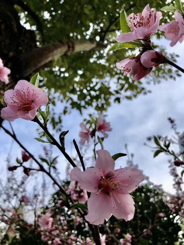 八字桃花临水