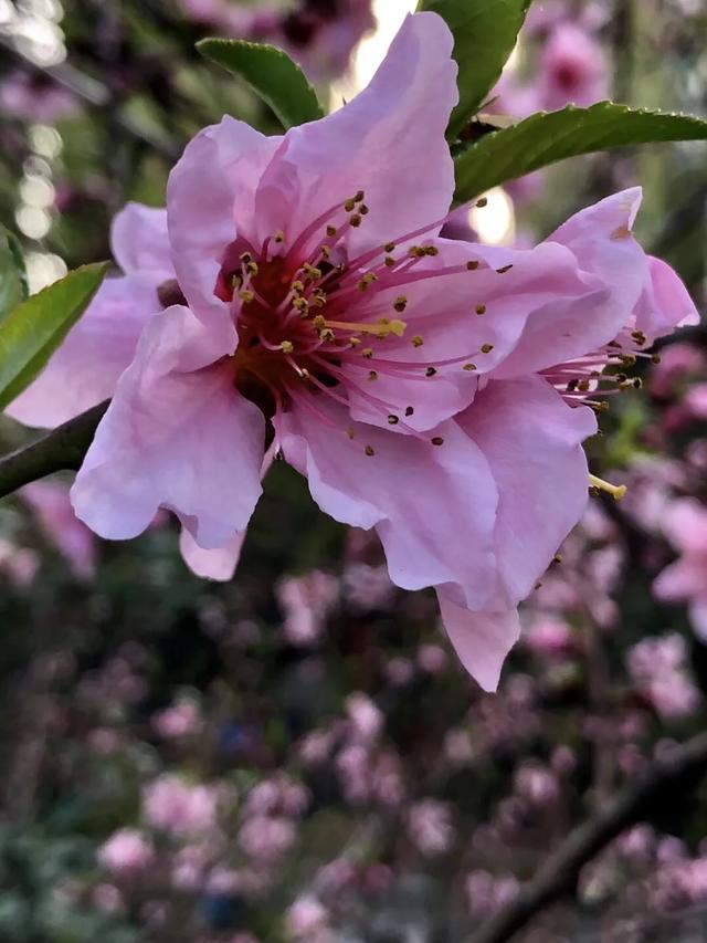 八字桃花临水