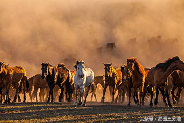 马年八字属什么生肖