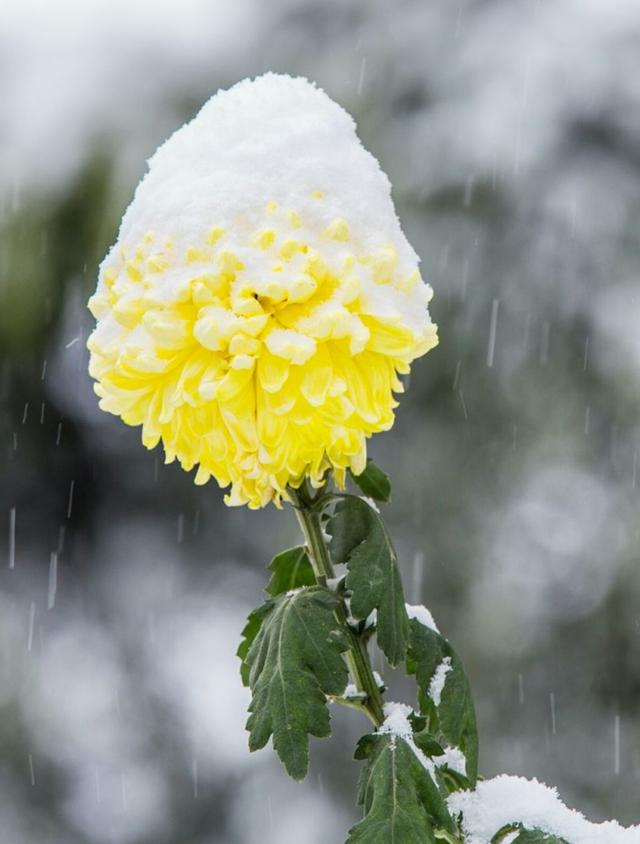 菊花晚香在八字中什么意思