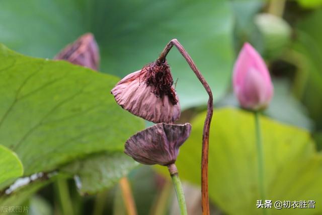 关于中秋节八字诗句