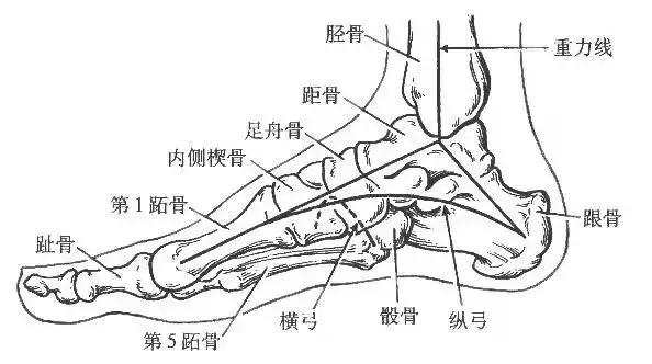 八个月的宝宝站着蹦脚八字