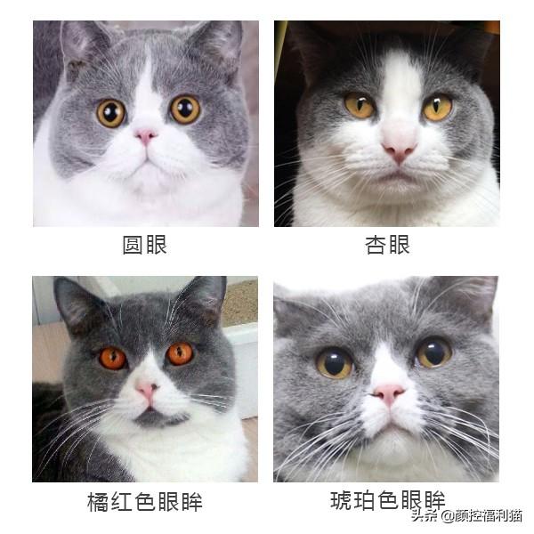 蓝猫八字脸图片成猫