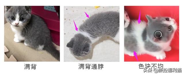 蓝猫八字脸图片成猫