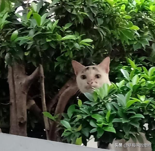 额头有八字的猫