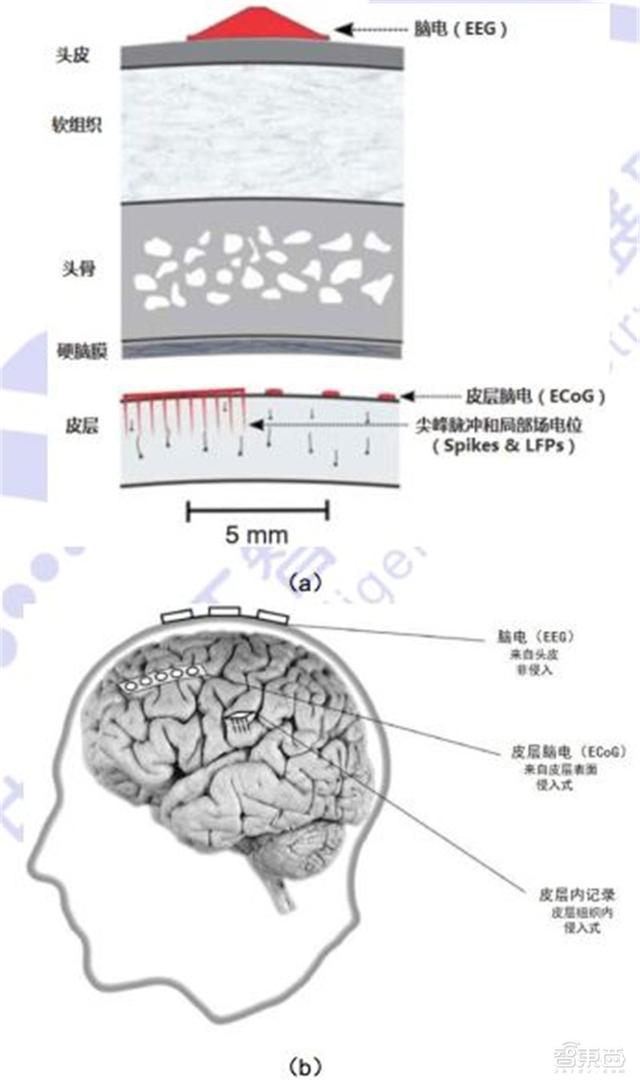 八字身弱容易被脑控