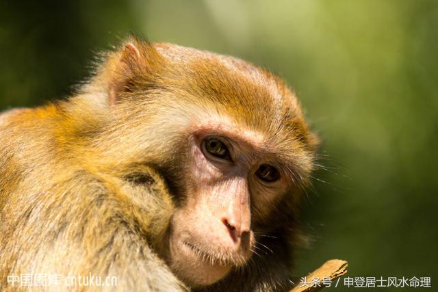 合八字之属女鼠和男猴