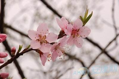 看八字四柱桃花 烂桃花的八字四柱