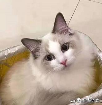 猫咪标准八字脸怎么看