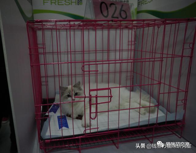 猫咪标准八字脸怎么看