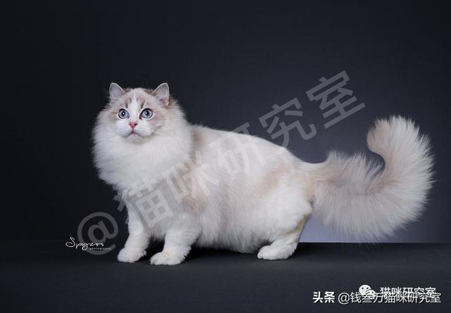 猫咪标准八字脸怎么看