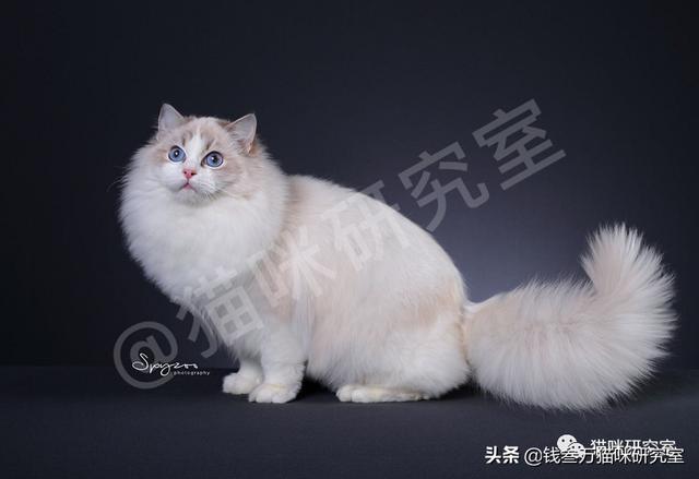 猫咪标准八字脸怎么看