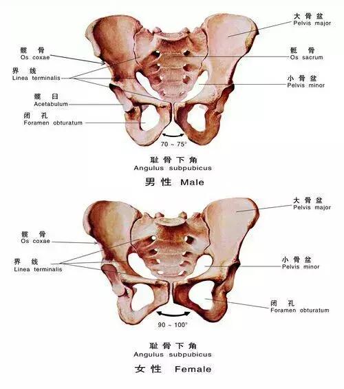 八字开劈叉