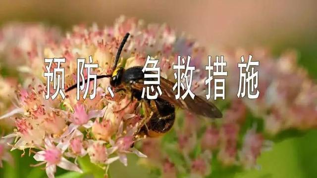 蜂蜜跳八字舞视频