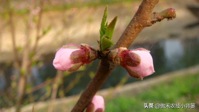 属蛇人八字土太旺咋办