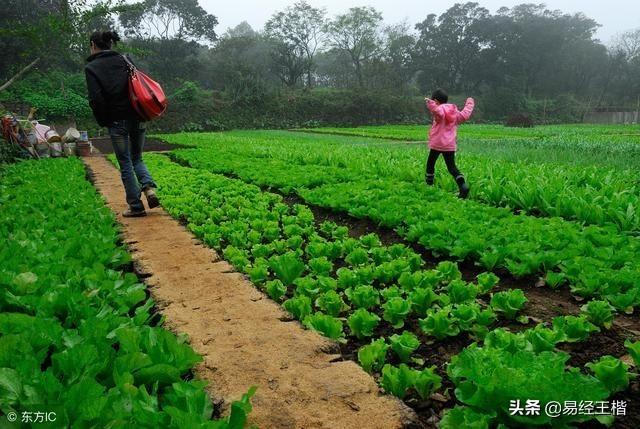 八字戊土与己土的区别