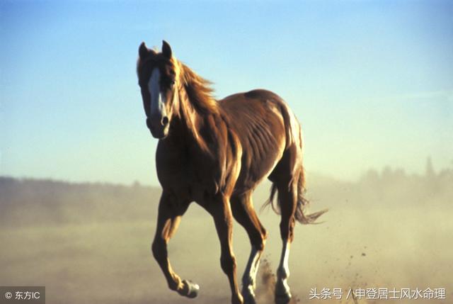 马和鼠八字相配吗