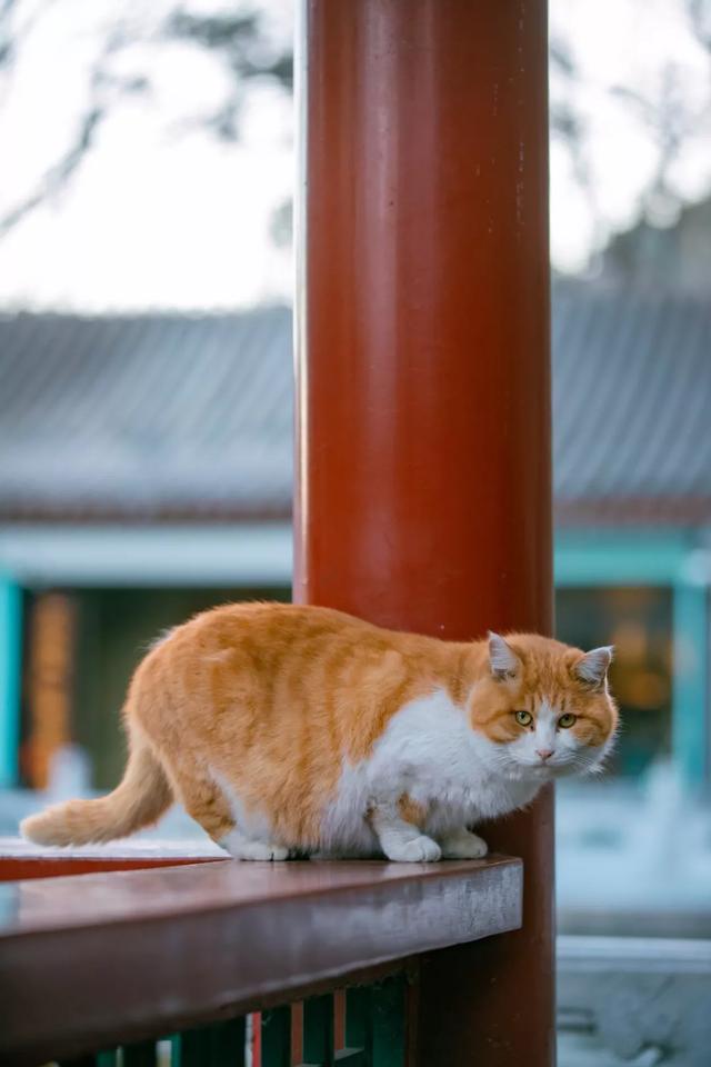 橘猫八字脸