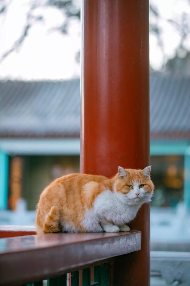 橘猫八字脸