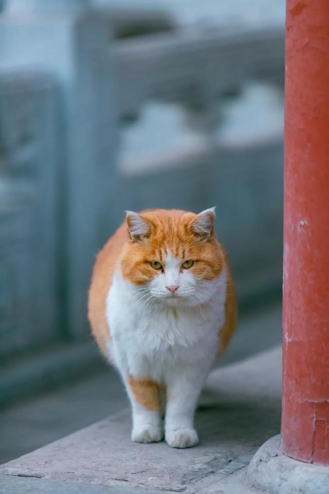 橘猫八字脸