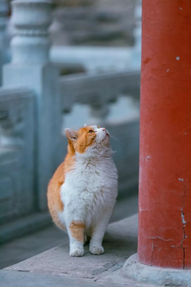 橘猫八字脸